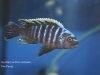 Cynotilapia aurifrons
