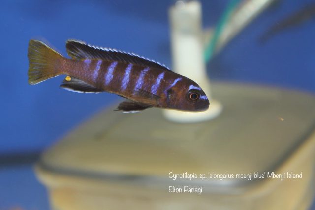 Cynotilapia sp. 'elongatus mbenji blue'