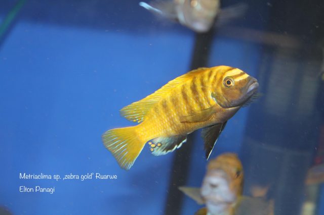Metriaclima sp. ,zebra gold‘ Ruarwe
