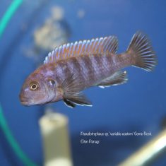 Pseudotropheus sp. ,variable‘