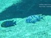 Labeotropheus fuelleborni Likoma Island (MC samec)
