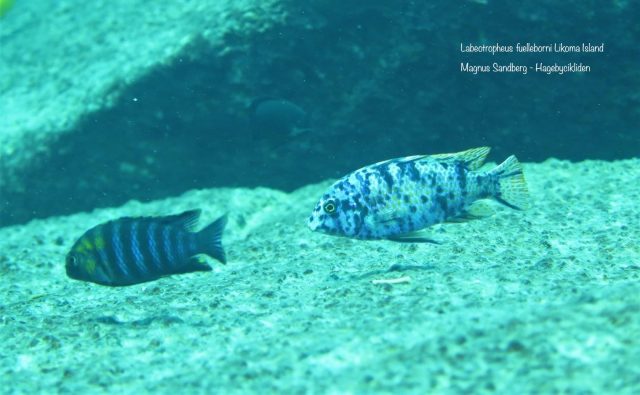 Labeotropheus fuelleborni Likoma Island (MC samec)