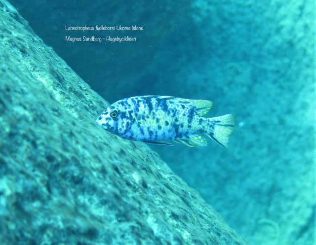 Labeotropheus fuelleborni (10)
