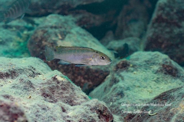 Genyochromis mento Makokola Reef