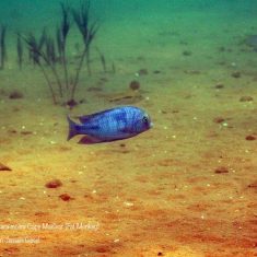 Cyrtocara moorii