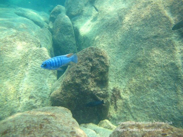 Labeotropheus artatorostris