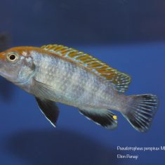 Pseudotropheus perspicax