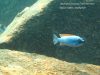 Labeotropheus trewavasae