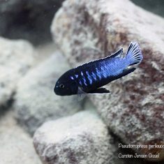 Pseudotropheus perileucos