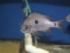 Copadichromis geertsi Gome  (samice)