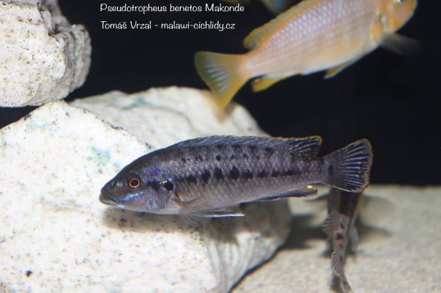 Pseudotropheus benetos Makonde (samec)