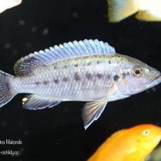 Pseudotropheus benetos
