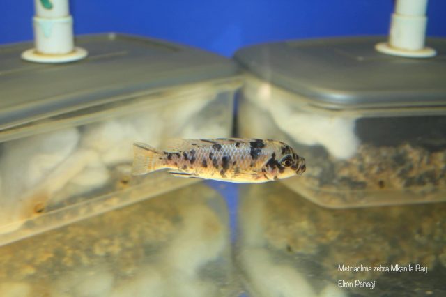 Metriaclima zebra Mkanila Bay (OB samice)