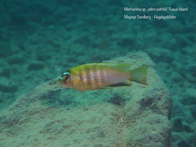Metriaclima sp. ‚zebra patricki‘