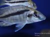 Mylochromis sp. ,mollis north' Hora Mhango
