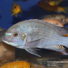 Pseudotropheus sp. ,williamsi‘