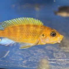 Pseudotropheus sp. ‚perspicax‘