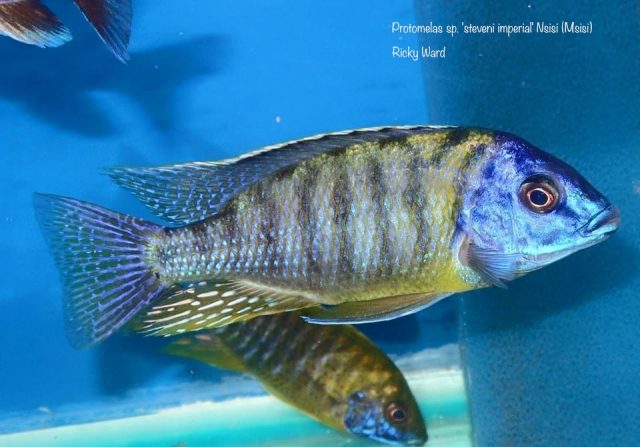 Protomelas sp. ,steveni imperial’ Nsisi (Msisi)