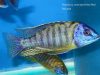 Protomelas sp. ,steveni imperial’ Nsisi (Msisi)