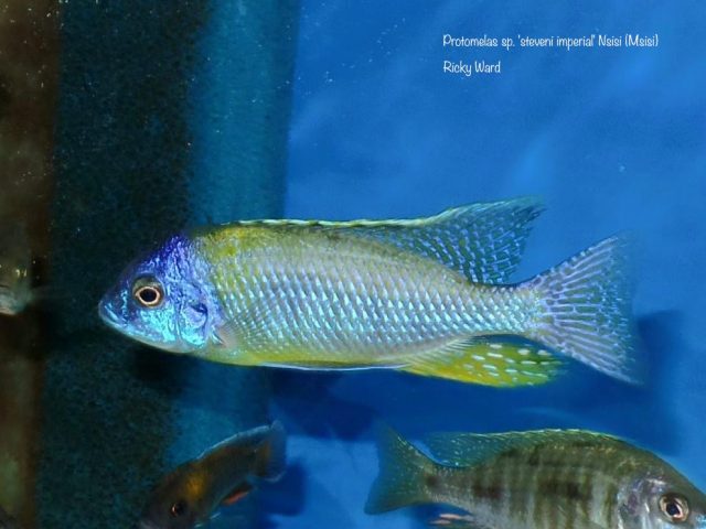 Protomelas sp. ,steveni imperial’