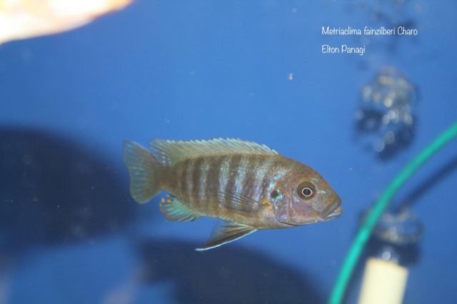 Metriaclima fainzilberi Charo (samice)
