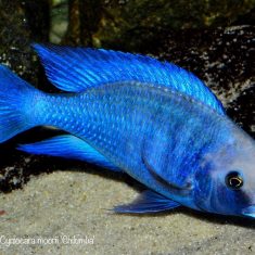 Cyrtocara moorii
