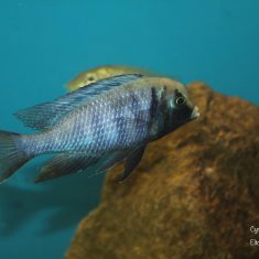 Cyrtocara moorii