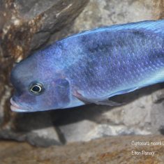 Cyrtocara moorii