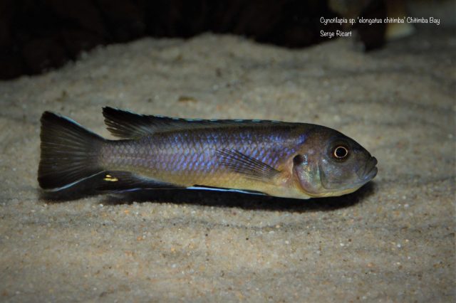 Cynotilapia sp. ‘elongatus chitimba’ Chitimba Bay (samice)