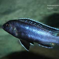 Pseudotropheus perileucos