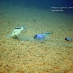 Placidochromis sp. ‚phenochilus‘