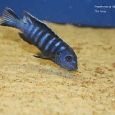 Pseudotropheus sp. ‚ndumbi gold‘
