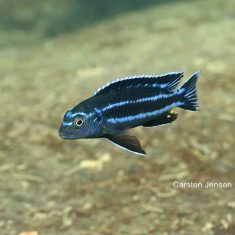 Pseudotropheus johannii