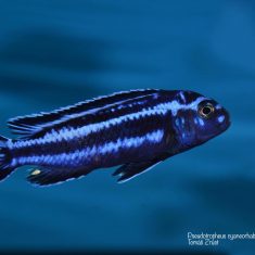 Pseudotropheus cyaneorhabdos