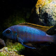 Pseudotropheus galanos