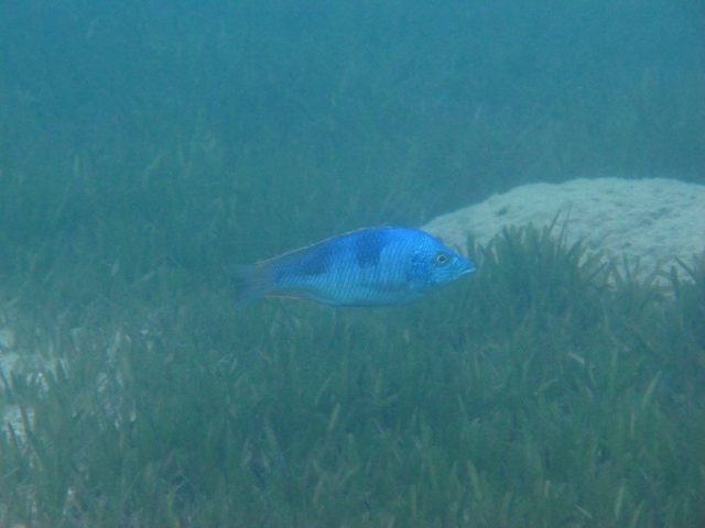 Hemitilapia oxyrhynchus