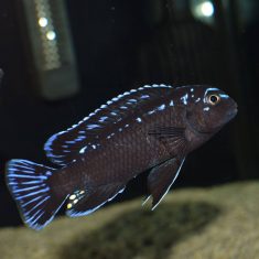 Pseudotropheus interruptus