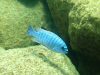 Labeotropheus fuelleborni Likoma Island (samec)