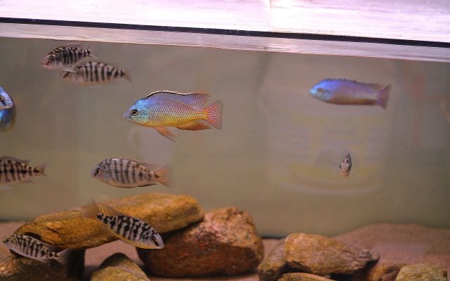 Protomelas virgatus Nkhata Bay (samec a samice)