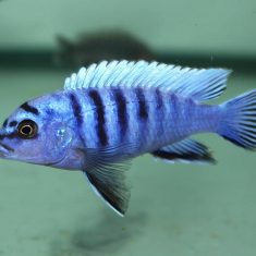 Pseudotropheus sp. ‚perspicax‘