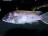 Pseudotropheus elegans