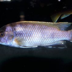 Pseudotropheus elegans