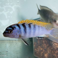 Pseudotropheus sp. ‚perspicax‘