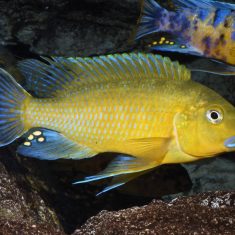 Pseudotropheus sp. ‚williamsi‘