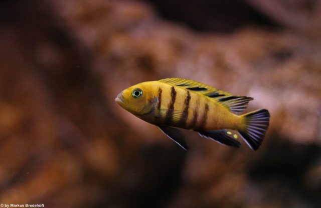 Cynotilapia sp. 'lion' Sanga (samec)