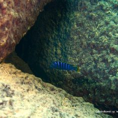 Labidochromis sp. ‚mbamba‘