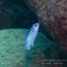 Labidochromis chisumulae
