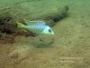 Mylochromis sphaerodon