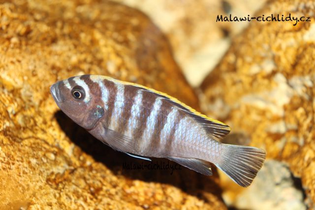 Cynotilapia zebroides Chiwindi (samice)