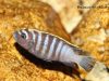 Cynotilapia zebroides Chiwindi (samice)